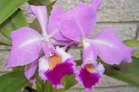 Plants that are considered safe: Cattleya Labiata Cattleya Cat Safe Plants Dog Friendly Plants