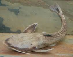 Image result for Lepturus