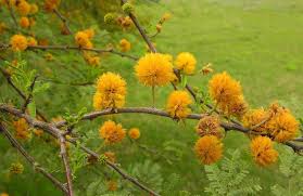Image result for Acacia pentagona