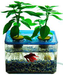 As a result, the system still has two advantages: Hydroponics Fish Get Aquaponics Design