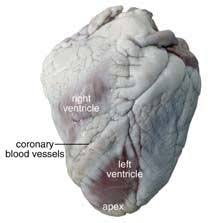 Sheep Heart Dissection Lab For High School Science Hst Dissection Apologia Biology High School Science
