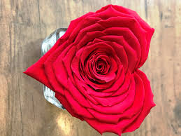 Check spelling or type a new query. Heart Shape Forever Rose Hazel Grove Flowers Stockports Premier Florist