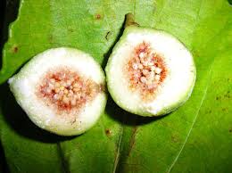 Image result for Ficus lutea