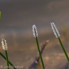 Image result for Eleocharis naumanniana