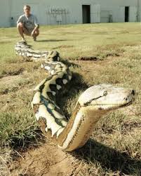 Longest Snake Ever In Captivity Medusa Incrediblez Reticulated Python Snake Scary Snakes