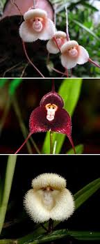 Exotic 'Monkey Orchids' Have Blooms ...