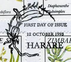 Image result for Diaphananthe subsimplex