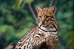 Ten Amazing Small Wild Cats | Science | Smithsonian Magazine