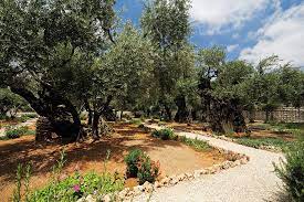 Check us out for garden inspiration, home decor, and artisan gift ideas! Garten Gethsemane Getsemani