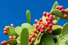 Both prickly pear (also called beavertail prickly pear) and cholla cactuses have stems with weak connecting joints. Care And Growing Prickly Pear Cactus How To Grow Prickly Pears