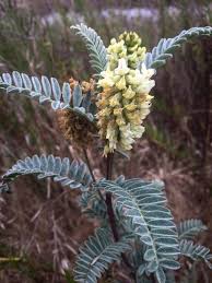 Image result for Schoenoplectus confusus