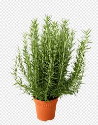 We did not find results for: Herb Rosemary Rewe Group Summer Savory Supermarket Grass Png Pngegg