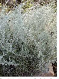 Image result for Athrixia phylicoides
