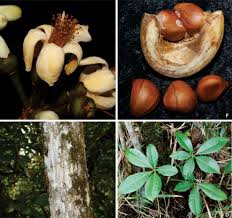 Image result for Malvaceae subfamily Bombacoideae