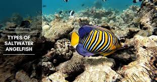 7 Types Of Saltwater Angelfish Pomacanthidae Family In 2020 Saltwater Angelfish Angel Fish Saltwater Aquarium Fish
