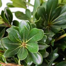 Image result for Pittosporum