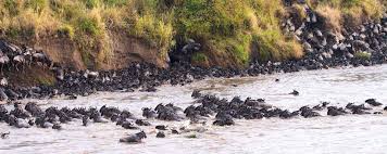 Serian Serengeti Mobile Camp (North & South), Tanzania - AfricanMecca  Safaris & Tours