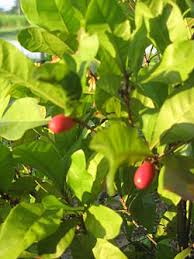 Image result for Synsepalum
