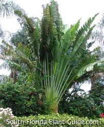 Travelers Palm Bird Of Paradise Travelers Palm Banana Trees Landscape Travellers Palm Florida Plants