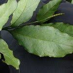 Image result for Gnetum africanum