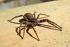 Image result for wolf spider bite skin