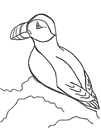 Supercoloring.com is a super fun for all ages: Puffin Coloring Page Animals Town Animals Color Sheet Puffin Printable Coloring