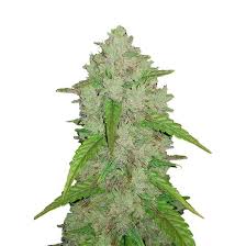 It appears to be a status resetting counterpart to mist, as the type, pp and japanese names are the same or very similar. Original Auto Amnesia Haze Fastbuds Cannabis Seeds Zamnesia