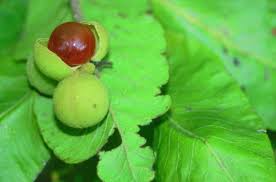 Image result for Pappea capensis