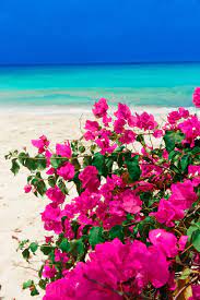 Image about beautiful in tales of enchantment by. Lone Star Restaurant In Barbados Caribbean Food Dining Sponsored Beautiful Flowers Wallpapers Beautiful Flowers Flowers Photography