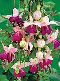Pin On 2018 New Plants
