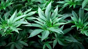 Check spelling or type a new query. Kentucky S Medical Marijuana Momentum Sputters In 2021