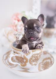 That is why we have put lots of effort into finding bloodlines that closely resemble the original heavy boned and masculine looking french bulldog. Chocolate French Bulldog Puppies Teacup Puppies Boutique