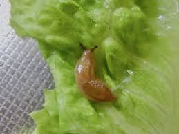 畑の害虫図鑑 ナメクジ編 畑は小さな大自然vol 44