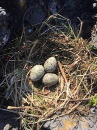 We did not find results for: Seagull Eggs A Rare June Treat In Ahousaht Ha Shilth Sa Newspaper