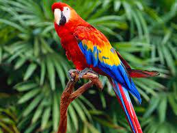 Flora dan fauna di indonesia sendiri umumnya terbagi menjadi tiga bagian, asiatis, australis, dan peralihan. Flora Dan Fauna
