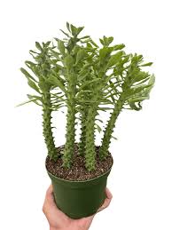 Image result for Euphorbia schinzii