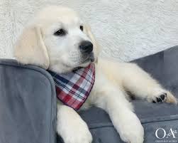 Once your application has been accepted, we require a deposit of $500.00 to reserve a puppy. Pin On Okefeild Acres English Cream Golden Retriever Puppies