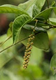 Image result for Thecacoris