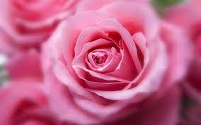 Visualizza altre idee su immagini di fiori, fiori, immagini. Scarica Sfondi Rosa Bocciolo Di Rosa 4k Fiori Per Desktop Libero Immagini Sfondo Del Desktop Libero