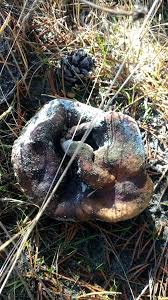 Image result for Scleroderma polyrhizon