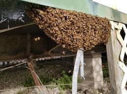 Dec 07, 2017 · buzzing sounds. Eny 2052 In1297 Best Management Practices For Live Bee Removals In Florida A Beekeeper S Guide