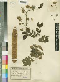 Image result for Albizia glaberrima