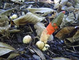 Image result for Mutinus caninus