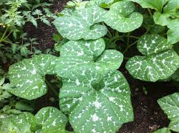Leaf spot or septoria leaf spot is a fungus disease. Squash White Spots On Squash And Zucchini Leaves