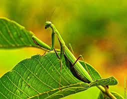Suzhou gold mantis construction decoration, china's largest interior decorator, said in a regulatory disclosure today the company's biggest shareholder last week cut his stake in the business. Earth Matters What Color Is Your Praying Mantis