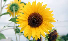 The Sunflower In 2020 Small Flowers Petals Flowers