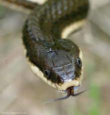 Nature Conservancy Of Canada On Instagram This Week S Featuredspecies Is The Queen Snake An Elegant And Good Natured Rep Snake Nature Conservation Reptiles