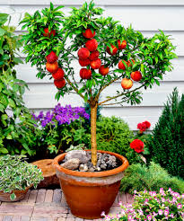 Check spelling or type a new query. 5pcs Sweet Peach Tree Fruit Bonsai Plant Seeds Organic Fruits Peaches Seed Home Ebay Dwarf Fruit Trees Fruit Trees In Containers Fruit Plants