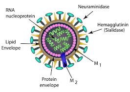 Image result for Influenza