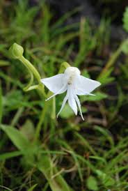 Image result for Habenaria adolphi